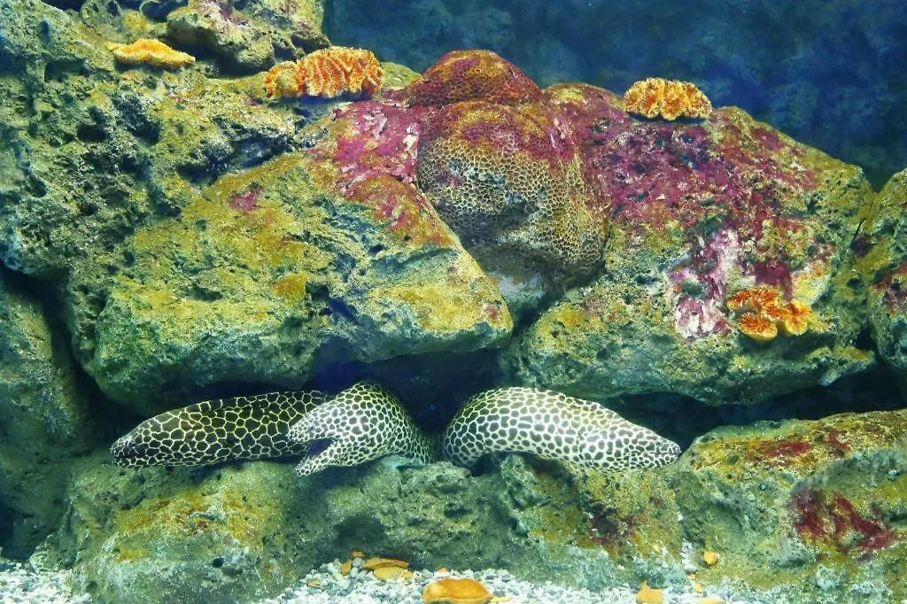 Symphony Of The Sea Hotel-1