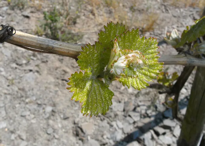 Weinhotel Hubertus Garni