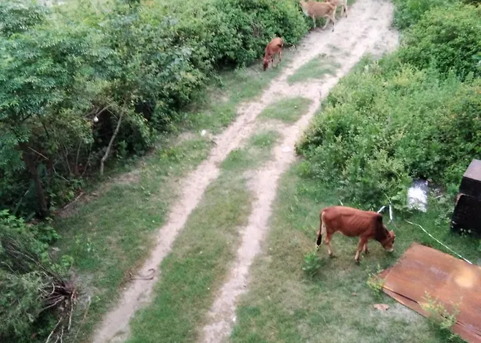 Maharaja Farms