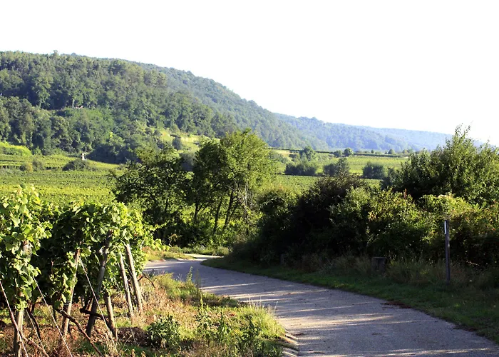 Porta Vinea