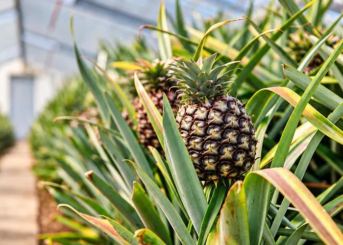 Herdade Do Ananas